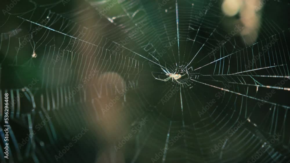 Wall mural a spider sits in the middle of its web