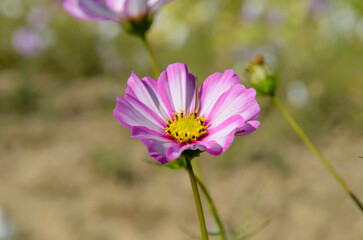 Fototapeta premium Cosmos flower in the garden