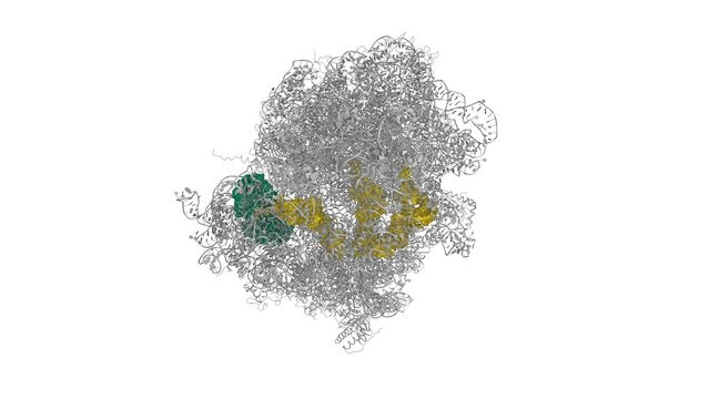 Scientifically accurate 3D molecular structure of eukaryotic ribosome. In this model, a new tRNA (yellow) is being delivered by the protein EF-Tu (green). Two remaining tRNAs (yellow) are bound inside