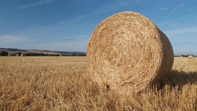 round hay bails fresh from harvest in the field in England on a sunny hot day in summertime