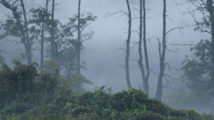 MISTY LANDSCAPE - Autumn morning in the wild terrain of the river valley
