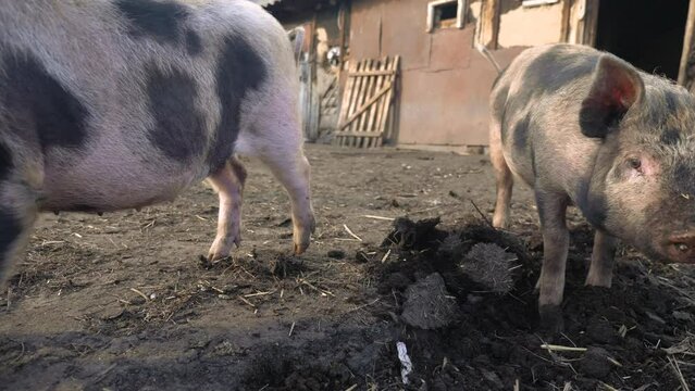 pigs on farm. pig running on farm on ground slow motion video. pigs on farm business natural agribusiness farming concept. pig is digging the ground