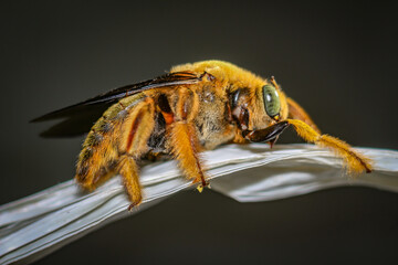 macro of a bee isolated on dark background