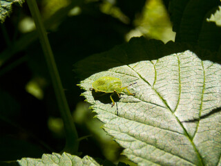 A green bug on a plant leaf. The shield is green woody. Close-up
