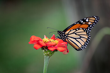 A monarch butterfly feeding of the nectar of a red and yellow flower in the summer