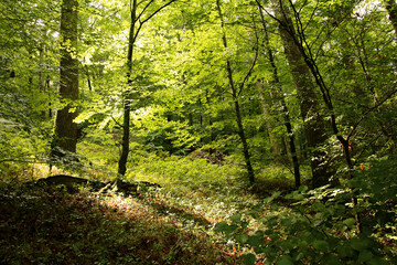immersion dans la forêt