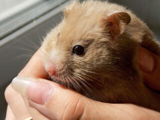 A Syrian hamster in the hands of a man. Women's hands with a hamster