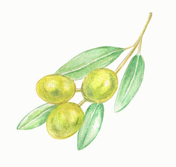 Hand drawn watercolor botanical illustration.Olive branch with green berries and leaves isolated on white background.