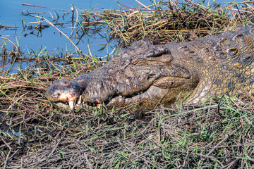 Crocodile resting along the banks of the Chobe River in Chobe National Park