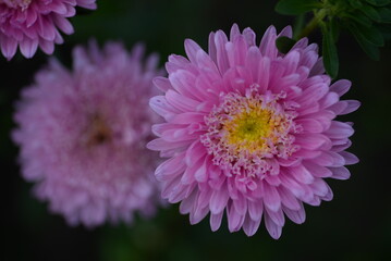Fototapeta premium pink flower buds on an aster stem from above, aster buds of an annual Chinese aster or annual aster Callistephus chinensis, field purple pinnate white purple flowers close-up, meadow, lawn pink asters