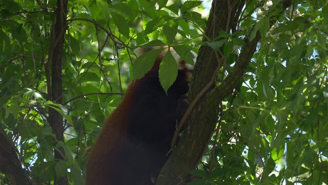 Red Panda climbing up on tree in slow motion