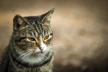 photo Tabi or tabby cat, a domestic cat that has stripes or stripes like a tiger