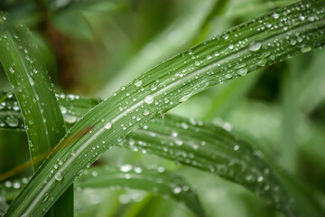 Naklejka premium Leaf of plants covered with drops of water after rain - close-up photograph showing details and textures.