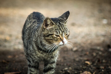 Naklejka na ściany i meble photo Tabi or tabby cat, a domestic cat that has stripes or stripes like a tiger