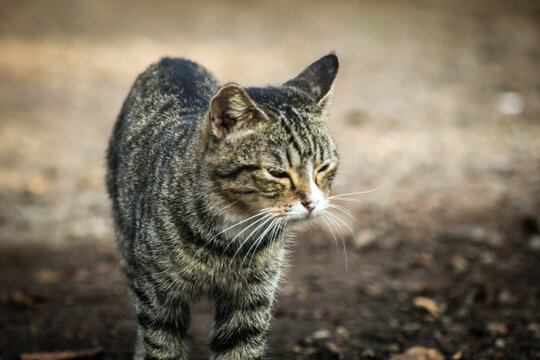 photo Tabi or tabby cat, a domestic cat that has stripes or stripes like a tiger
