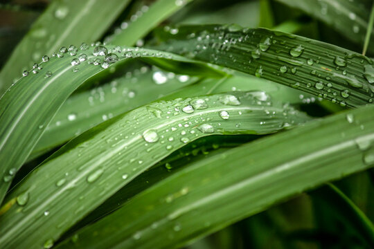 Leaf of plants covered with drops of water after rain - close-up photograph showing details and textures.