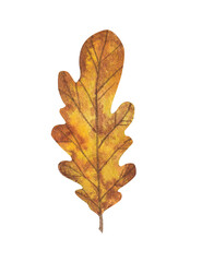 autumn oak leaf, watercolor drawing