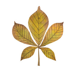 chestnut autumn leaf, watercolor illustration