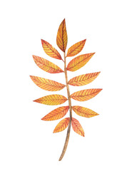rowan autumn leaf, watercolor illustration