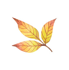 watercolor autumn leaf colorful ' illustration