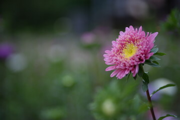 pink flower buds on an aster stem from above, aster buds of an annual Chinese aster or annual aster Callistephus chinensis, field purple pinnate white purple flowers close-up, meadow, lawn pink asters