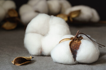 Close-up of cotton flowers on plain beige cotton fabric.