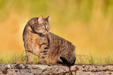 A beautiful tabby cat sits on the stone wall