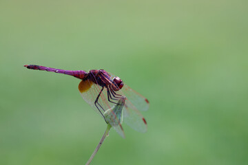 Image of a dragonfly (Trithemis aurora) on nature background. Insect Animal with copy space