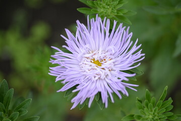 purple aster flower close-up, part of aster flower, school autumn flowers on green background, natural texture, photo from above, web banner, web card, aster flower close-up, thin petals close-up