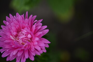 pink aster flower close-up, part of aster flower, school autumn flowers on green background, natural texture, photo from above, web banner, web card, aster flower close-up, thin petals close-up