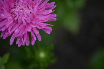 pink aster flower close-up, part of aster flower, school autumn flowers on green background, natural texture, photo from above, web banner, web card, aster flower close-up, thin petals close-up