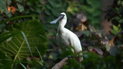 Species of wading, endangered black-faced spoonbill, platalea minor, perching on tree branch, wild open its spatulate bill and making loud sounds in the wild nature, handheld motion close up shot.
