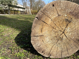 The cut down tree lies on the grass. Log from a tree in a section