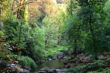 forest in the morning