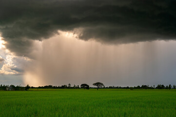 Panorama Super storm with sun light , Dark sky and dramatic black cloud before rain.rainy storm over rice fields.Effect of big storm.