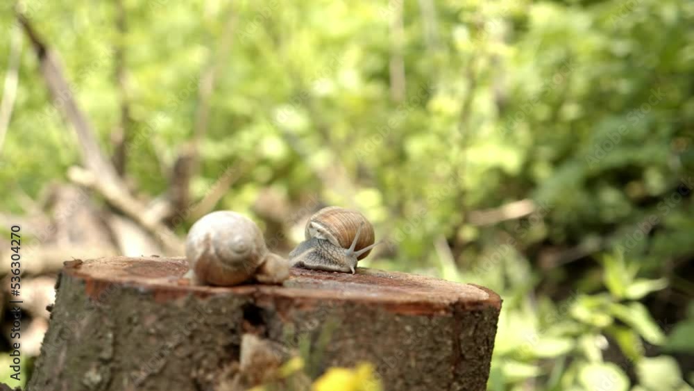 Poster close up of two snails resting on tree stump, hitting tree stump with an axe