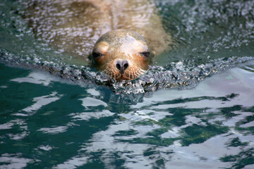 Portrait of a common seal swimming in green blue water with copy space