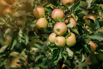 Many colorful ripe juicy apples on a branch in the garden ready for harvest in autumn. Apple orchard