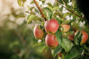 Many colorful red ripe juicy apples on a branch in the garden ready for harvest in autumn. Apple orchard