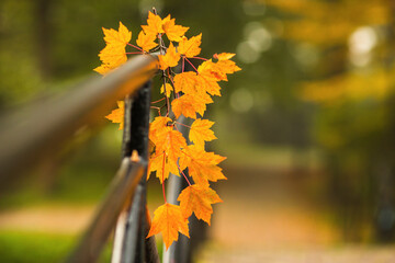 Jesień w parku - liście klonu - obrazy, fototapety, plakaty