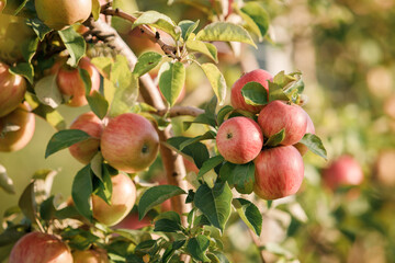 Many colorful red ripe juicy apples on a branch in the garden ready for harvest in autumn. Apple orchard