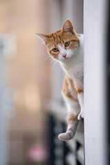 Beautiful brown and white cat standing on a porch railing and looking away with attention. Background bokeh