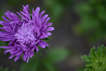 purple aster flower close-up, part of aster flower, school autumn flowers on green background, natural texture, photo from above, web banner, web card, aster flower close-up, thin petals close-up