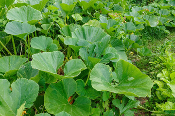 Green pumpkin leaves growing on the vegetable patch. pumpkin leaves closeup in the vegetable garden