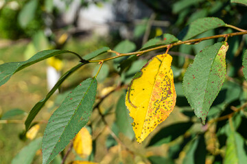 Cherry leaf spot caused by Blumeriella jaapii fungus. Yellow leaf foliar disease Coccomycosis of...