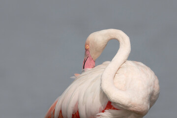 Close up of a flamingo, portugal