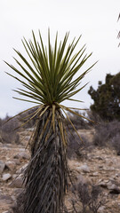 Naklejka na ściany i meble Yucca Plant growing in the desert