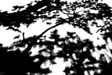 바탕이 투명한 나무 그림자 