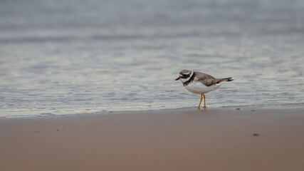 Common ringed plover (Charadrius hiaticula) walks along the beach, Aberdeen, Scotland