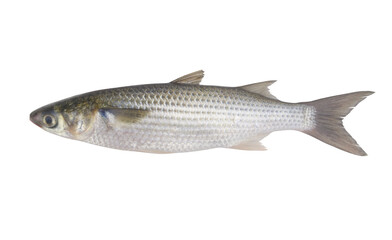 Fesh raw grey mullet fish isolated on white 
